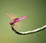 Pink Dragonfly On The Stick