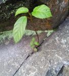 Plant Inside The Rock Stone