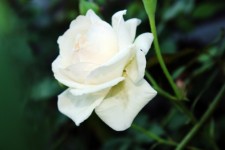 Purity Of White Rose