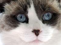 Ragdoll Cat Face