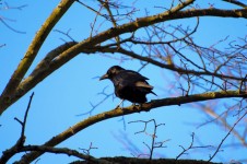 Raven On The Branch