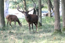 Red Deer In Rutting Season