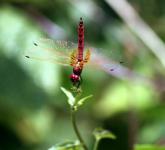 Red Dragonfly Staying At New Leaves