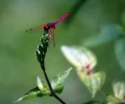 Red Dragonfly Staying At New Leaves