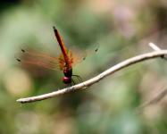 Red Dragonfly Upside Down Dance