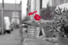 Red Flower On The Street