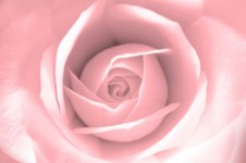 Rose -  Background