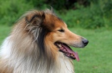Rough Collie Dog Portrait