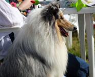 Rough Collie Dog Profile