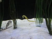 Seahorses In Aquarium