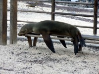 Sea Lion Sleeping On Bench