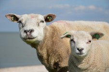 Sheep & Lam