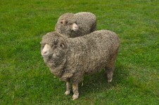 Sheep In Paddock