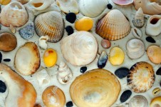 Shells - Background