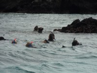 Snorkeling Heads In Ocean