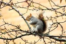 Squirrel Sitting On Branch