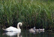 Swan And Cygnets