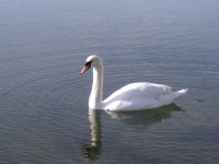 Swan On Water