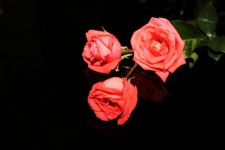 Three Orange Roses