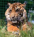 Tiger Cub Portrait