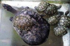 Tortoise Family