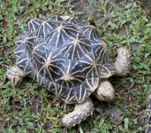 Tortoise On The Grass