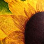 Sunflower (1)