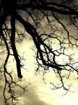 Tree Branch Silhouette I