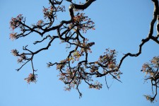 Tree Stem On Blue Sky