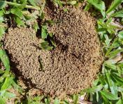 Tropical Ant Nest