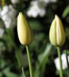 Tulip Bulb