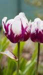 Tulip Flowers Close-up