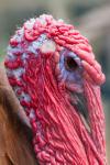 Turkey Bird Head Close-up