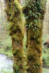 Two Trees In Moss