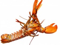 Upside Down Lobster