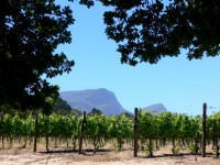 Vineyard And Mountains