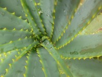 Water Drops In Aloe