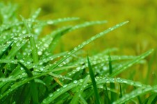 Water Drops On The Grass