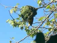 Weaver Bird Weaving Nest 3