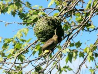 Weaver Bird Weaving Nest 4