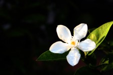 White Flower Background 2