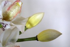 White Orchid 5