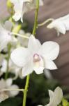 White Orchid Flower Blossom