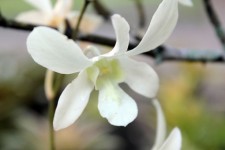 White Orchids 3