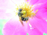 Wild Rose And Worker Bee