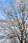 Winter Tree And Blue Sky