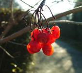 Cherries On A Branch
