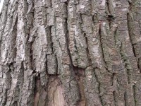 Wood Bark