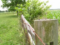 Wooden Fence & Tree