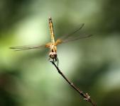 Yellow Dragonfly Staying At Stick